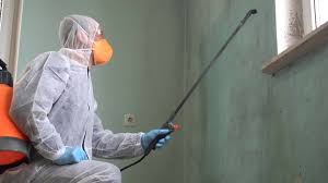 Best Emergency Mold Remediation in USA